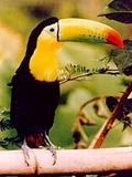 Toucan Keel billed toucan Ramphastos
