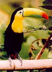 Toucan Keel billed toucan Ramphastos