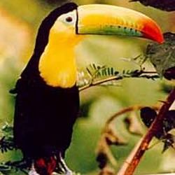 Toucan Keel billed toucan Ramphastos