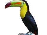 Toucan Keel-billed Toekan Ramphastos