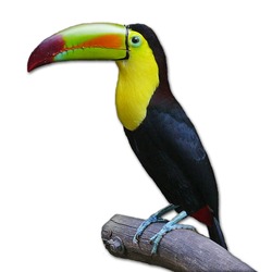 Toucan Keel-billed Toekan Ramphastos