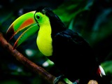 Toucan Keel-billed_toucan_woodland Ramphastos