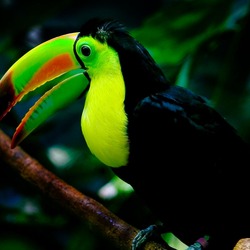 Toucan Keel-billed_toucan_woodland Ramphastos