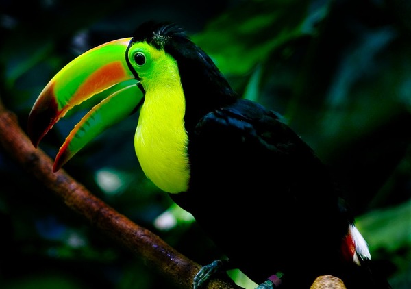 Toucan Keel-billed_toucan_woodland Ramphastos