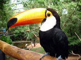 Toucan Parque das aves Ramphastos