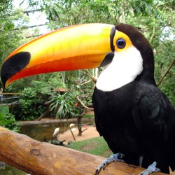 Toucan Parque das aves Ramphastos