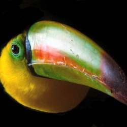 Toucan Portrait Of A Toucan Ramphastos