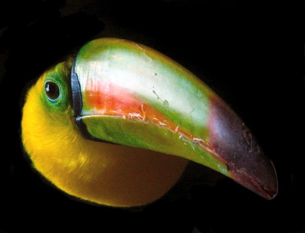 Toucan Portrait Of A Toucan Ramphastos