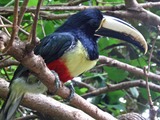 Toucan Pteroglossus aracari Discovery Cove  Ramphastos