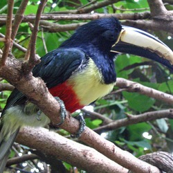 Toucan Pteroglossus aracari Discovery Cove  Ramphastos