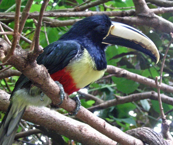 Toucan Pteroglossus aracari Discovery Cove  Ramphastos