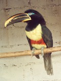 Toucan Pteroglossus castanotis Chanchamayo Zoologico  Ramphastos