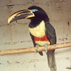 Toucan Pteroglossus castanotis Chanchamayo Zoologico  Ramphastos