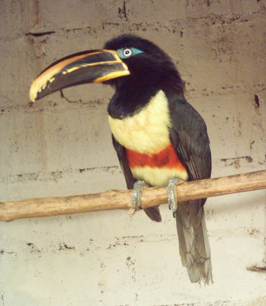 Toucan Pteroglossus castanotis Chanchamayo Zoologico  Ramphastos