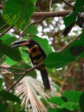 Toucan Pteroglossus erythropygius Dallas World Aquarium Ramphastos