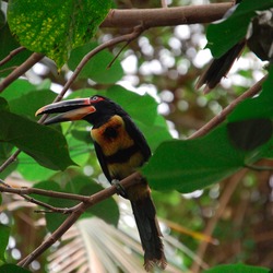 Toucan Pteroglossus erythropygius Dallas World Aquarium Ramphastos