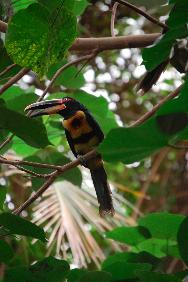 Toucan Pteroglossus erythropygius Dallas World Aquarium Ramphastos