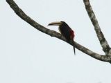 Toucan Pteroglossus erythropygius Ecuador  Ramphastos