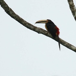 Toucan Pteroglossus erythropygius Ecuador  Ramphastos