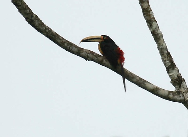 Toucan Pteroglossus erythropygius Ecuador  Ramphastos