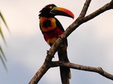 Toucan Pteroglossus frantzii Puntarenas Costa_Rica  Ramphastos (2)