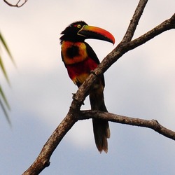 Toucan Pteroglossus frantzii Puntarenas Costa_Rica  Ramphastos (2)