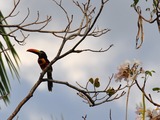 Toucan Pteroglossus frantzii Puntarenas Costa_Rica  Ramphastos