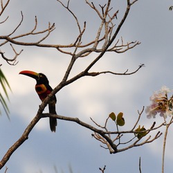 Toucan Pteroglossus frantzii Puntarenas Costa_Rica  Ramphastos