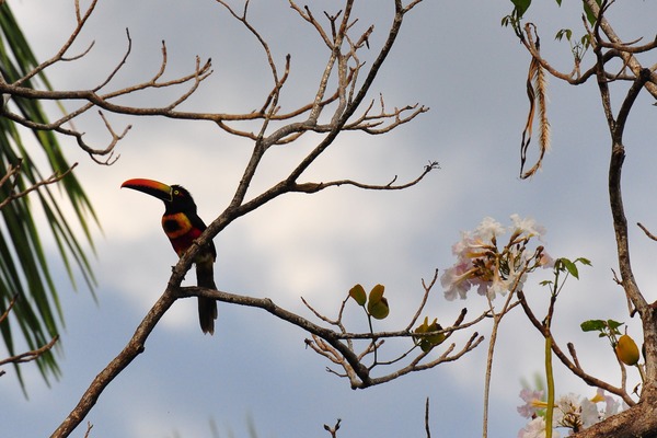 Toucan Pteroglossus frantzii Puntarenas Costa_Rica  Ramphastos