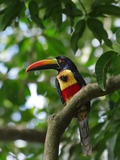 Toucan Pteroglossus frantzii Ramphastos