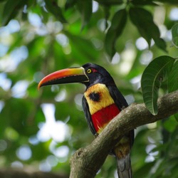 Toucan Pteroglossus frantzii Ramphastos