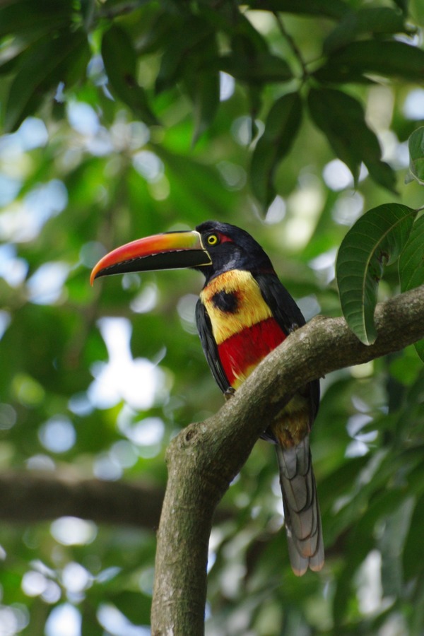 Toucan Pteroglossus frantzii Ramphastos