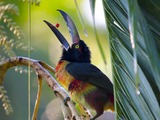 Collared Aracari