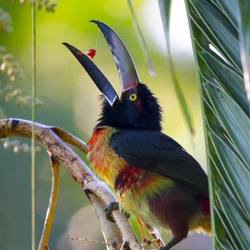 Collared Aracari