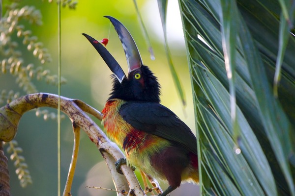 Collared Aracari