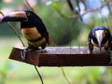 Toucan Pteroglossus torquatus Costa_Rica two Ramphastos