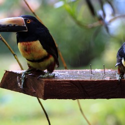 Toucan Pteroglossus torquatus Costa_Rica two Ramphastos