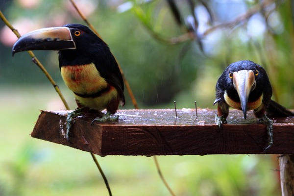 Toucan Pteroglossus torquatus Costa_Rica two Ramphastos