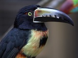 Toucan Pteroglossus torquatus Honduras  Ramphastos