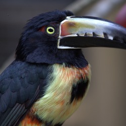 Toucan Pteroglossus torquatus Honduras  Ramphastos