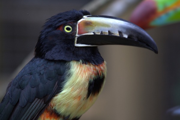 Toucan Pteroglossus torquatus Honduras  Ramphastos