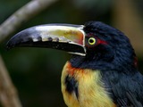 Toucan Pteroglossus torquatus uper_body  Ramphastos