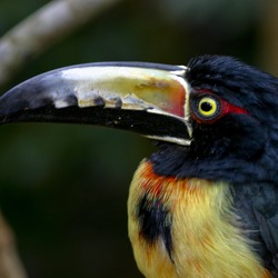 Toucan Pteroglossus torquatus uper_body  Ramphastos