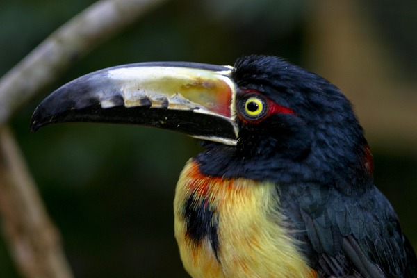 Toucan Pteroglossus torquatus uper_body  Ramphastos