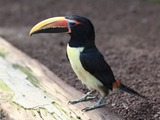 Toucan Pteroglossus viridis Japan  Ramphastos