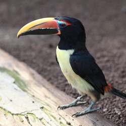 Toucan Pteroglossus viridis Japan  Ramphastos