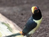 Toucan Pteroglossus viridis Kakegawa Kacho en Kakegawa Shizuoka Japan