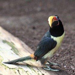 Toucan Pteroglossus viridis Kakegawa Kacho en Kakegawa Shizuoka Japan