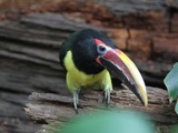 Toucan Pteroglossus viridis Philadelphia  Ramphastos