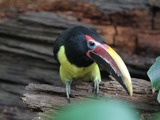 Toucan Pteroglossus viridis Philadelphia  Ramphastos